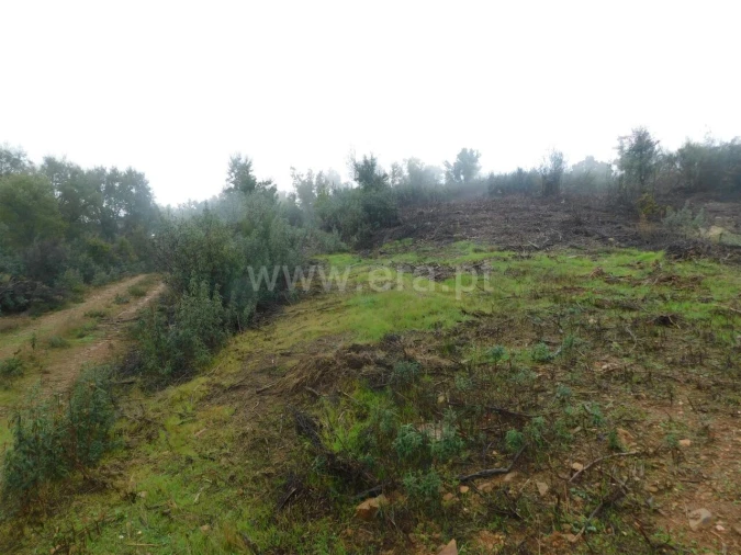 Terreno para Venda em Pero Viseu Foto 6