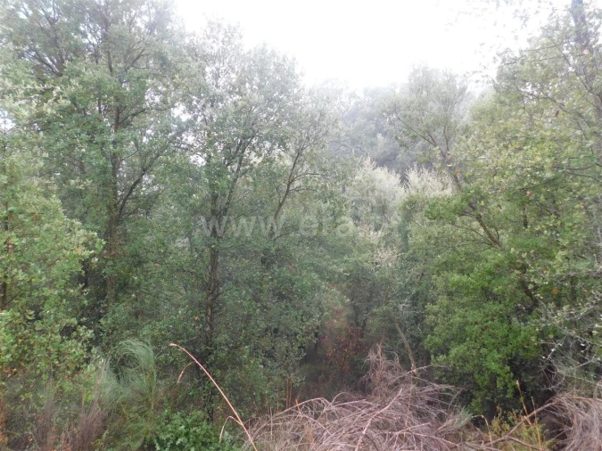 Terreno para Venda em Pero Viseu Foto 10