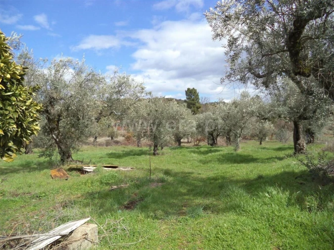 Terreno para Venda em Pero Viseu Foto 4