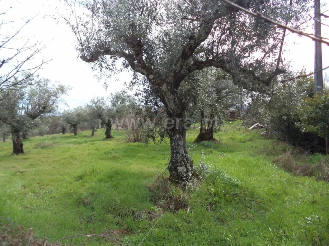 Terreno para Venda em Pero Viseu Foto 5