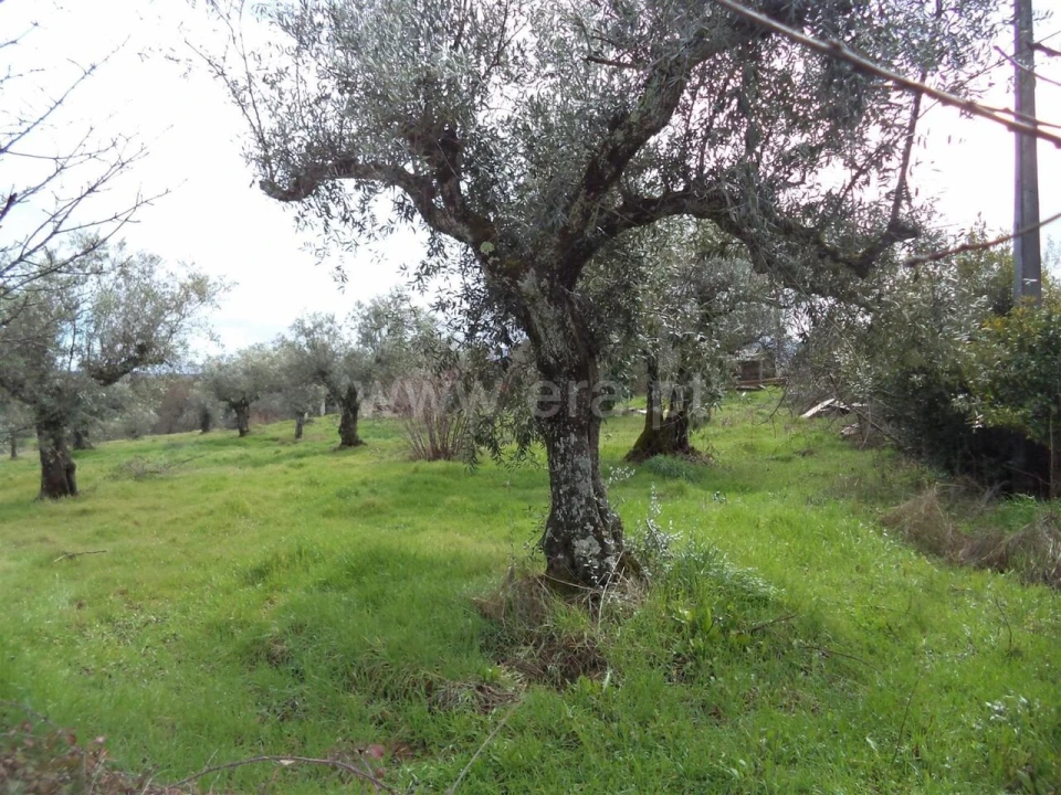 Terreno para Venda em Pero Viseu Foto 5