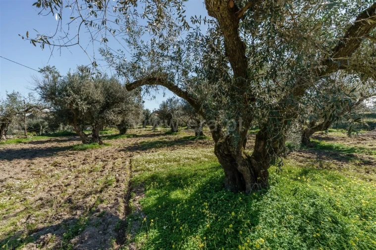 Terreno para Venda em Orca Foto 7
