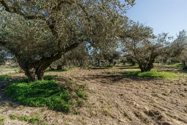 Terreno para Venda em Orca Foto 6