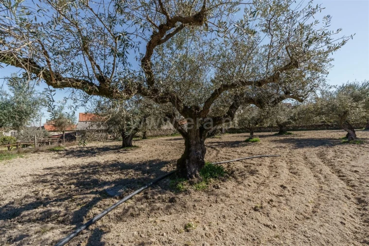 Terreno para Venda em Orca Foto 17