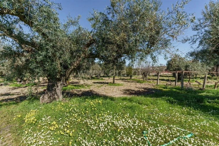 Terreno para Venda em Orca Foto 10