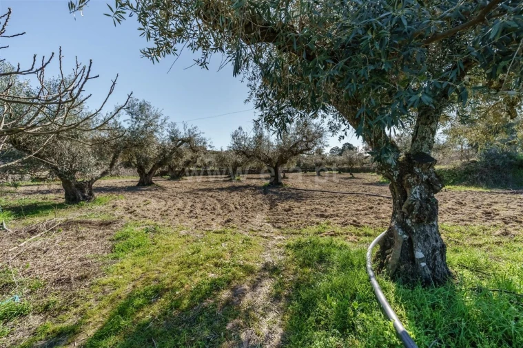 Terreno para Venda em Orca Foto 14