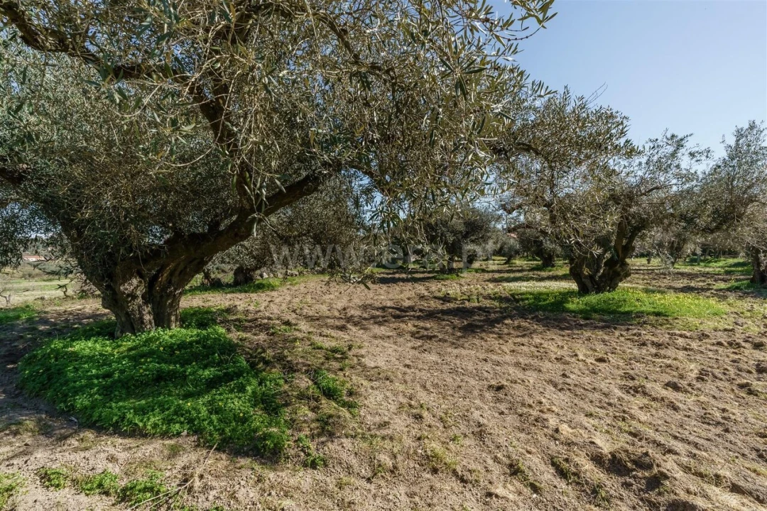 Terreno para Venda em Orca Foto 6