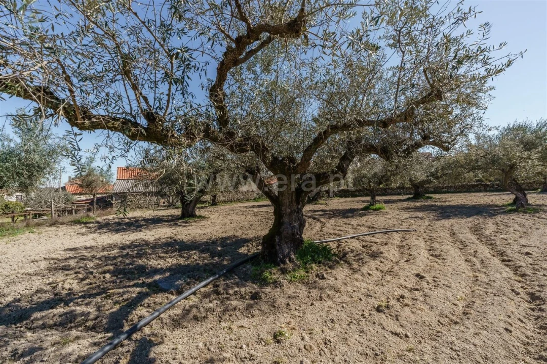 Terreno para Venda em Orca Foto 17