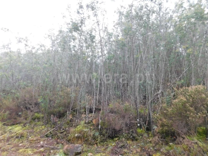 Terreno para Venda em Souto da Casa Foto 2