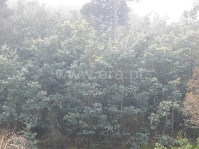 Terreno para Venda em Souto da Casa Foto 5