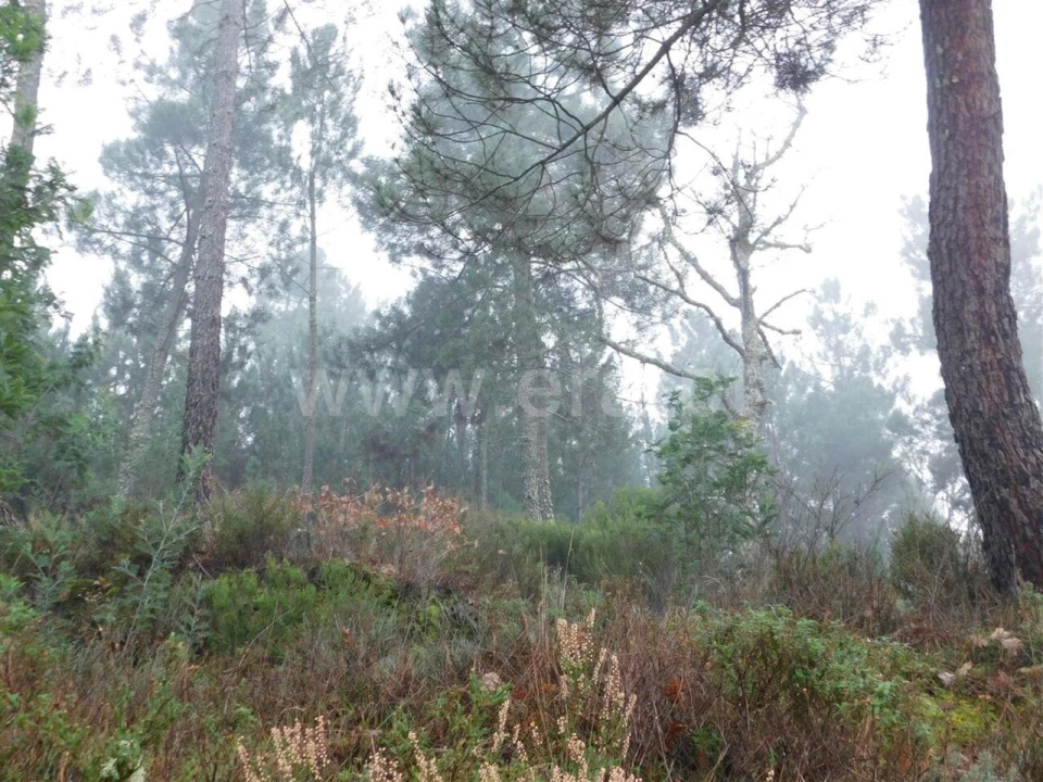 Terreno para Venda em Souto da Casa Foto 3