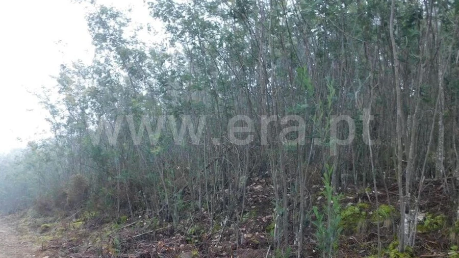 Terreno para Venda em Souto da Casa