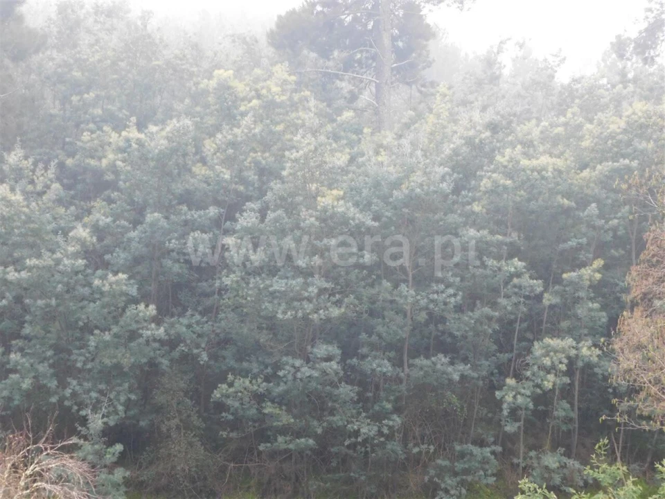 Terreno para Venda em Souto da Casa Foto 5