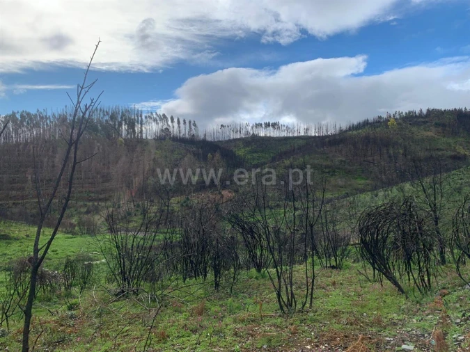 Terreno para Venda em Lavacolhos Foto 5