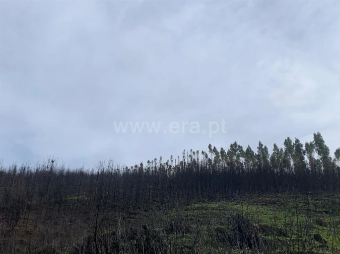 Terreno para Venda em Lavacolhos Foto 7