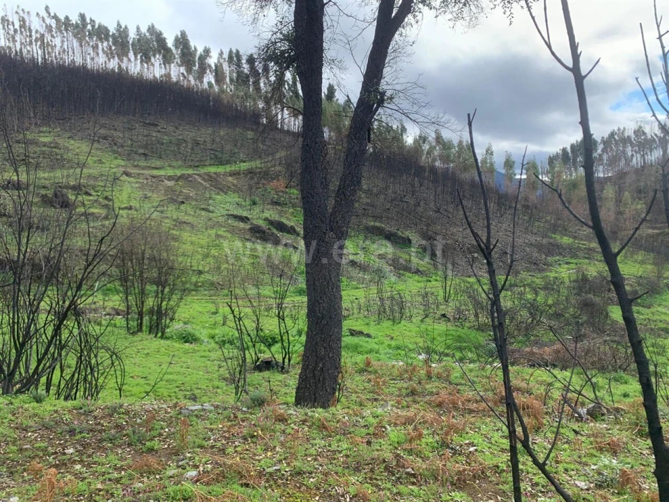 Terreno para Venda em Lavacolhos Foto 9