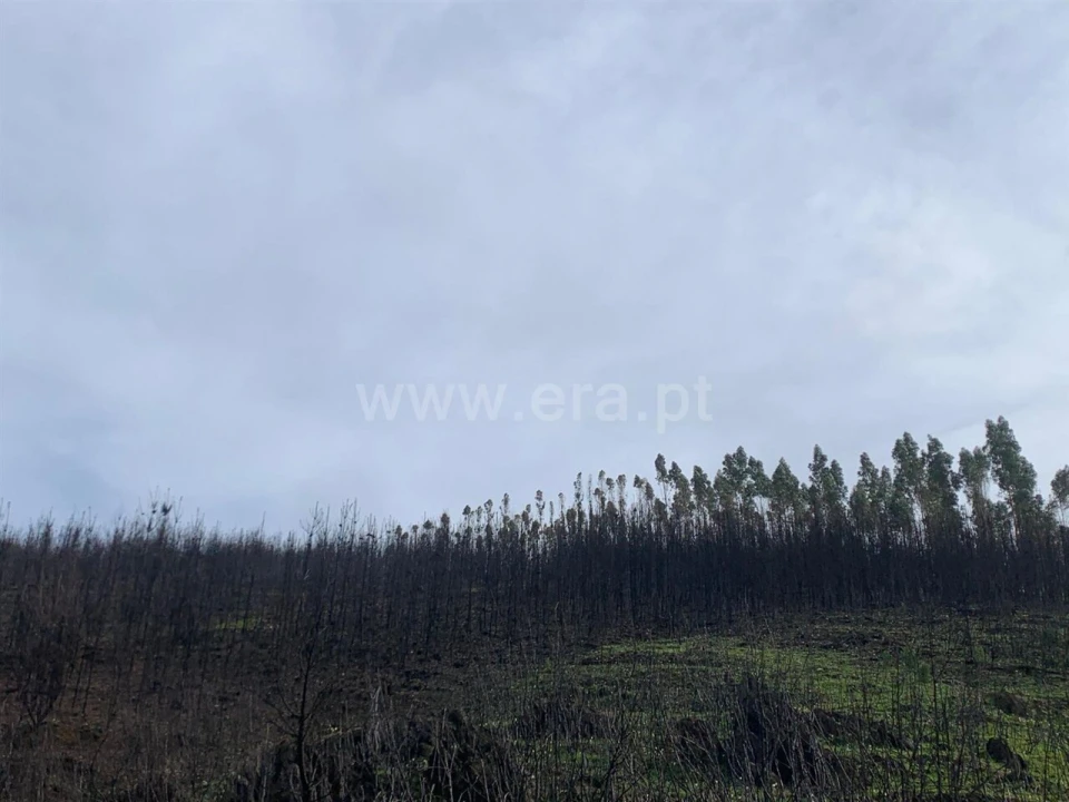 Terreno para Venda em Lavacolhos Foto 7