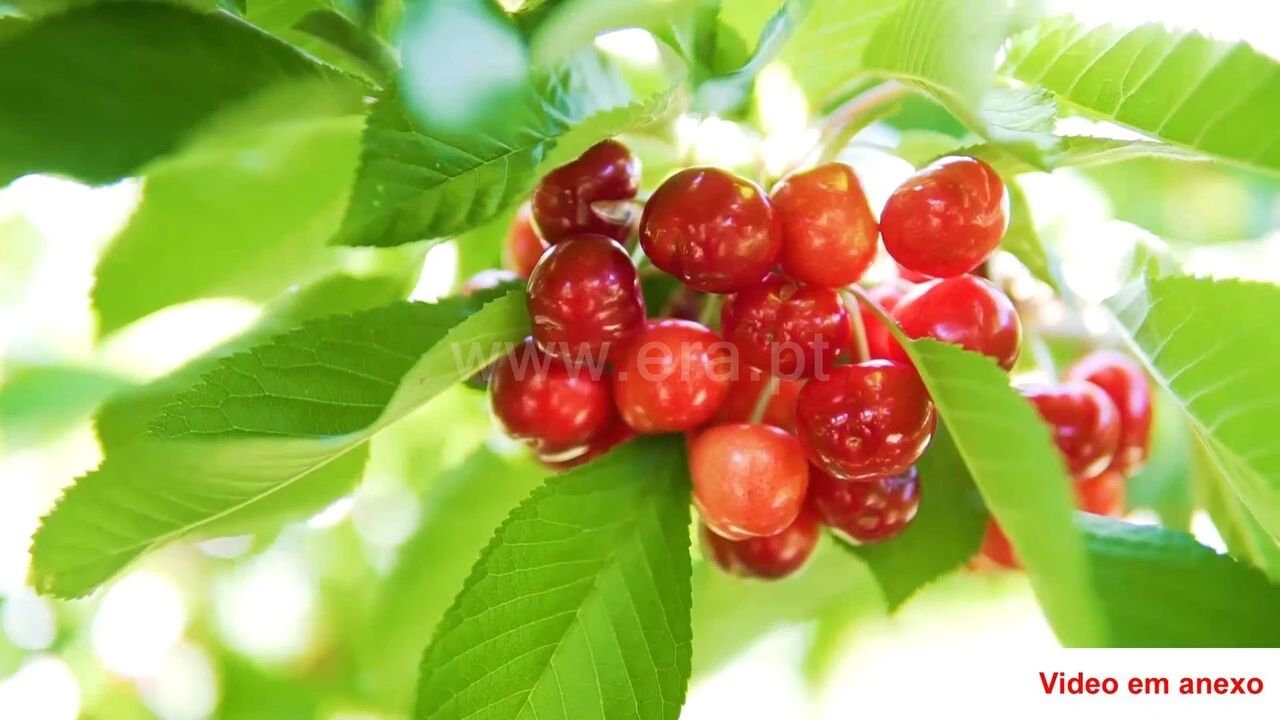 Terreno para Venda em Souto da Casa Foto 4