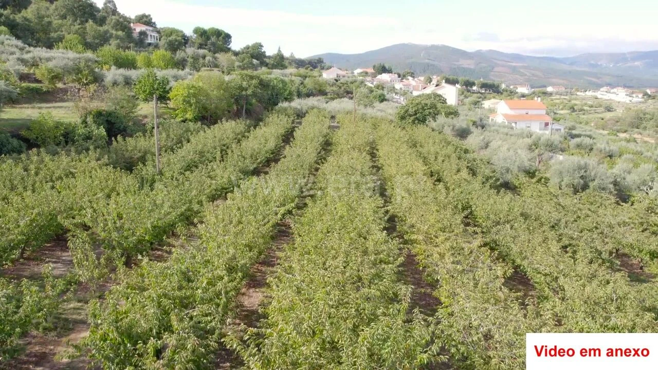 Terreno para Venda em Souto da Casa Foto 3