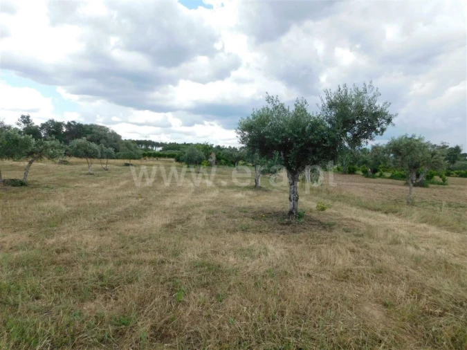 Terreno para Venda em Alpedrinha Foto 7