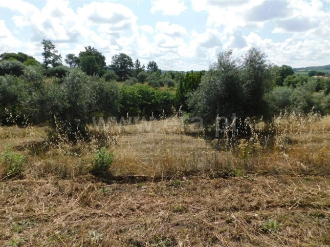 Terreno para Venda em Alpedrinha Foto 6