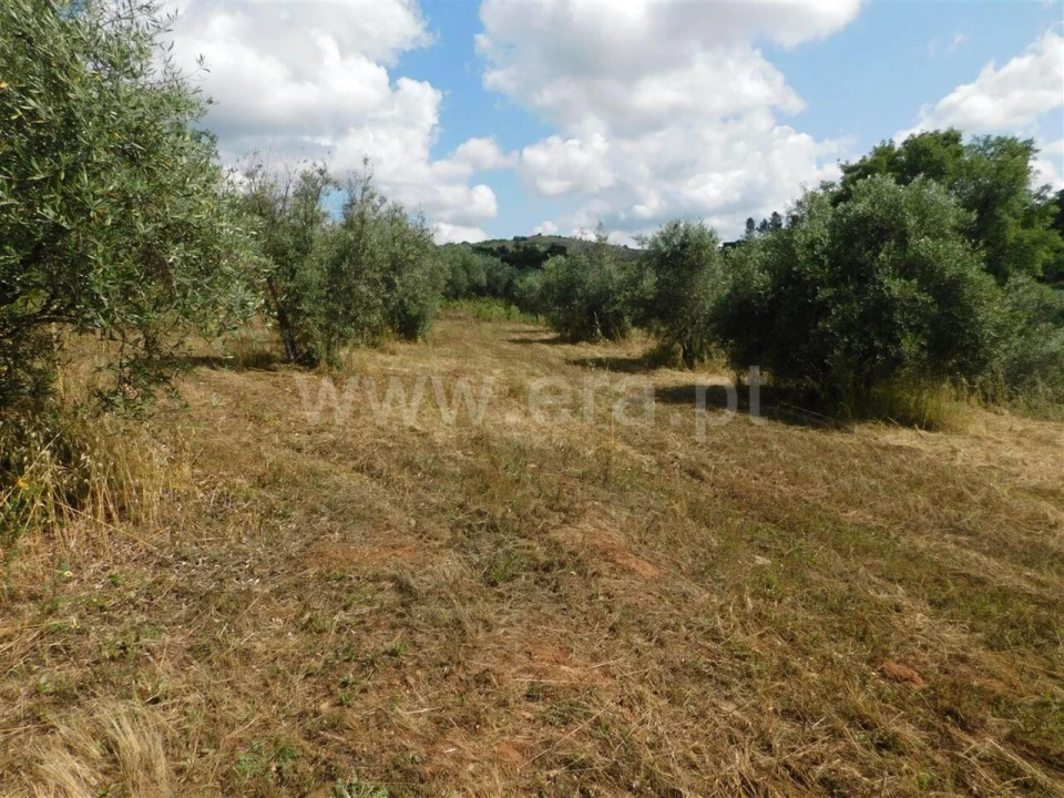 Terreno para Venda em Alpedrinha Foto 3