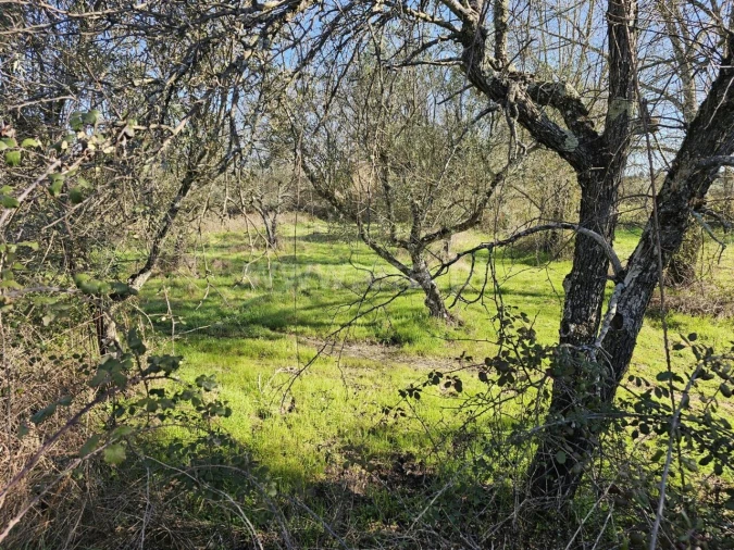 Terreno para Venda em Orca Foto 13