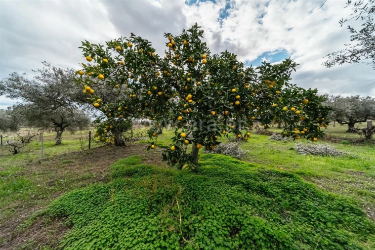 Quinta T0 para Venda em Orca Foto 16