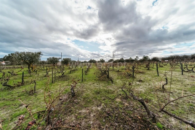 Quinta T0 para Venda em Orca Foto 15