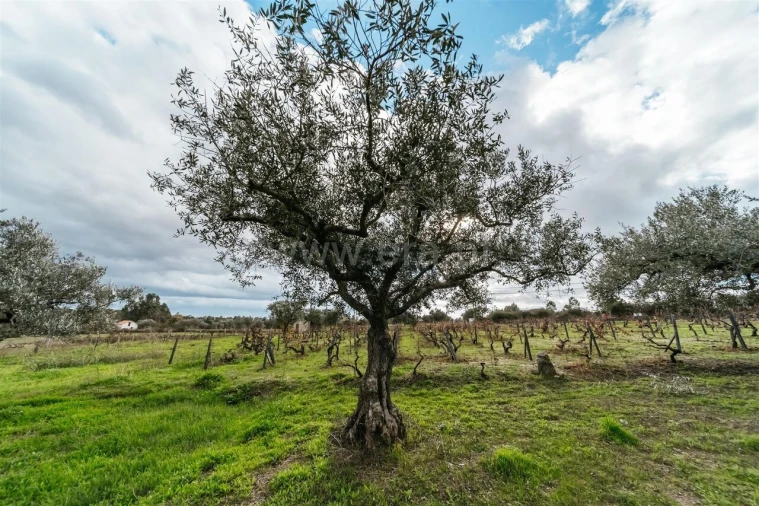 Quinta T0 para Venda em Orca Foto 14