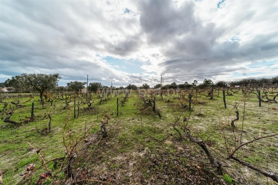 Quinta T0 para Venda em Orca Foto 15