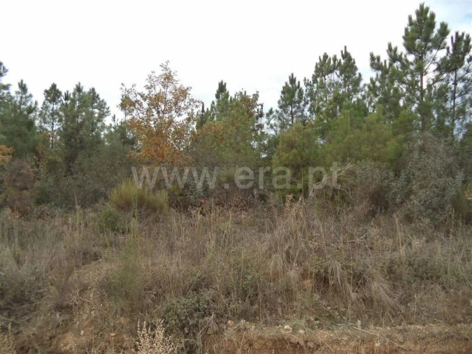 Terreno para Venda em Capinha