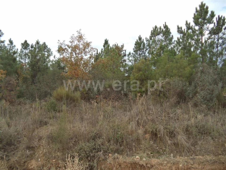 Terreno para Venda em Capinha Foto 1