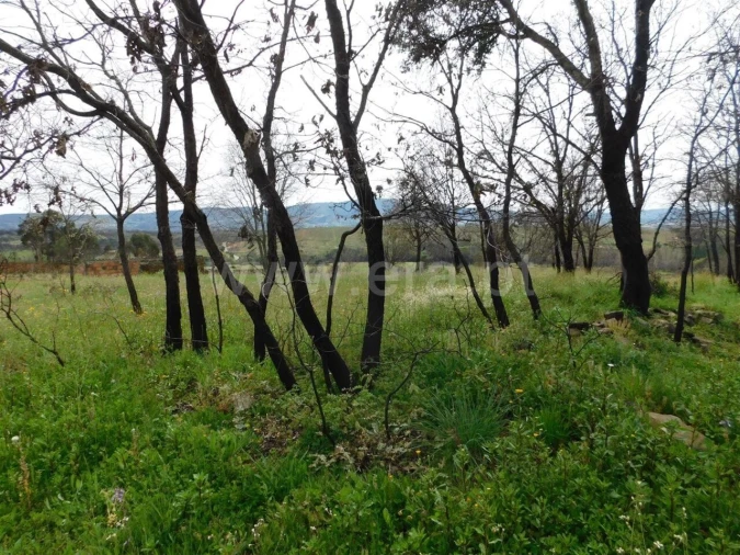 Terreno para Venda em Pero Viseu Foto 12