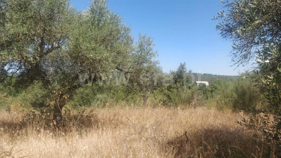 Terreno para Venda em Capinha