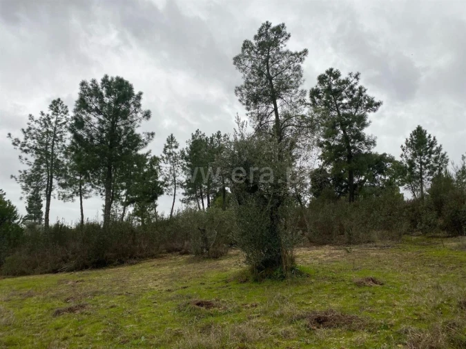 Terreno para Venda em Orca Foto 5