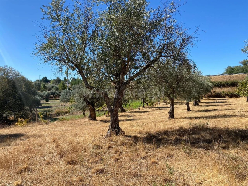 Quinta T0 para Venda em Castelo Novo Foto 6