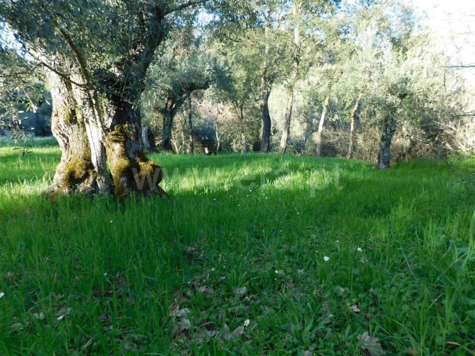 Terreno para Venda em Telhado Foto 5