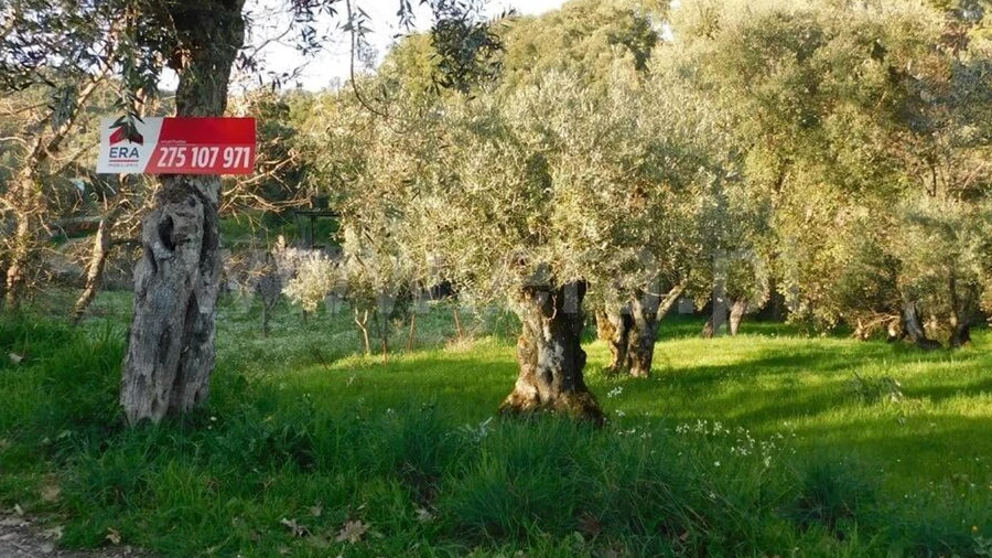 Terreno para Venda em Telhado