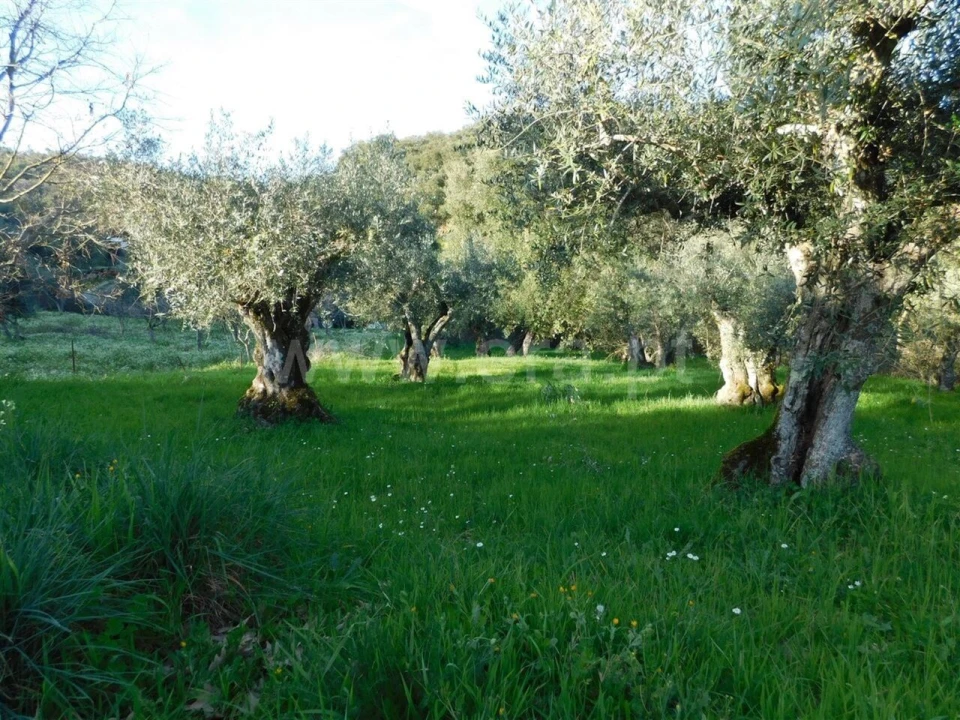 Terreno para Venda em Telhado Foto 3