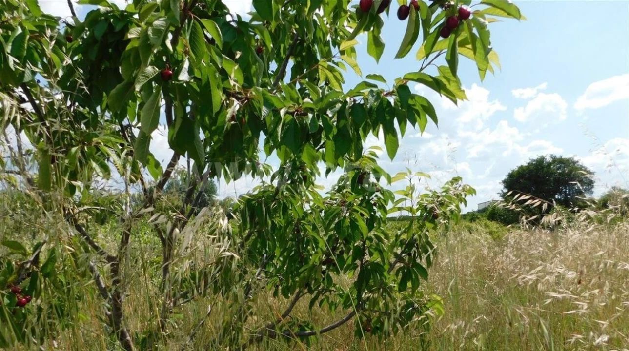 Terreno para Venda em Alpedrinha Foto 3