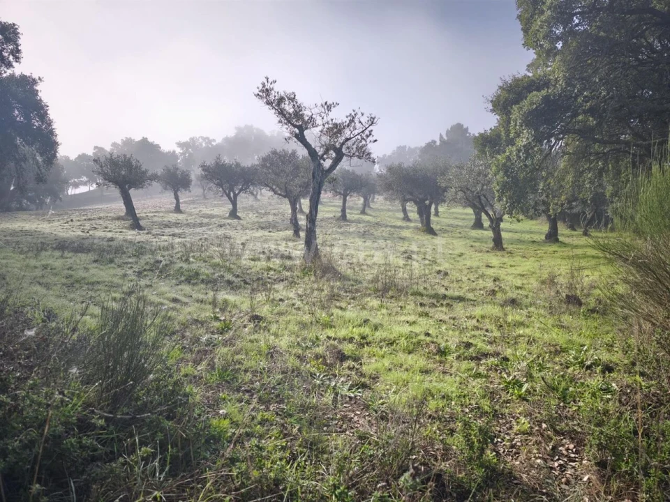 Terreno para Venda em Telhado Foto 1
