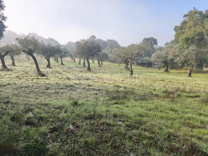 Terreno para Venda em Telhado Foto 5