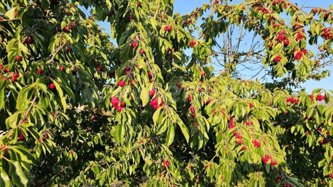 Quinta T0 para Venda em Castelejo Foto 5