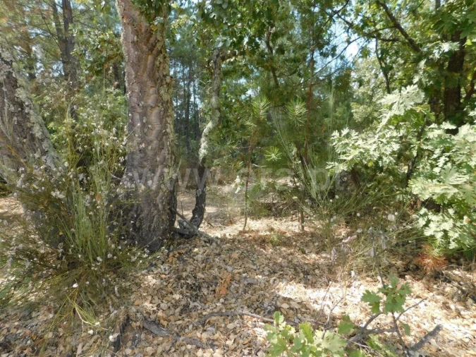 Terreno para Venda em Três Povos Foto 5