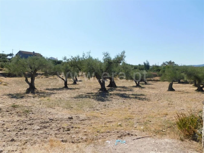 Terreno para Venda em Orca Foto 4