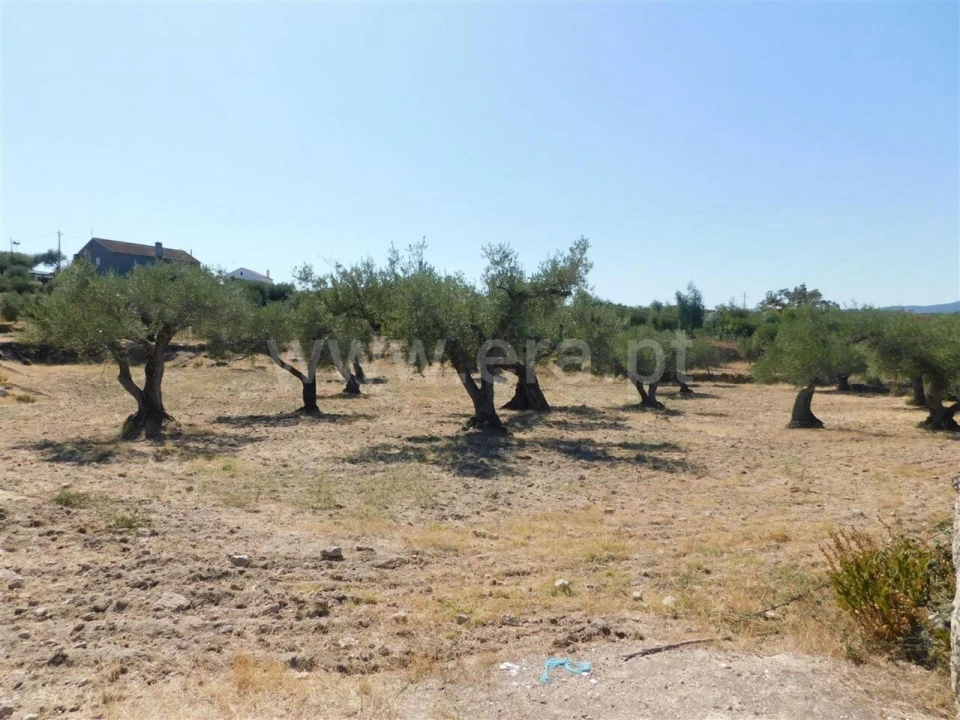 Terreno para Venda em Orca Foto 4
