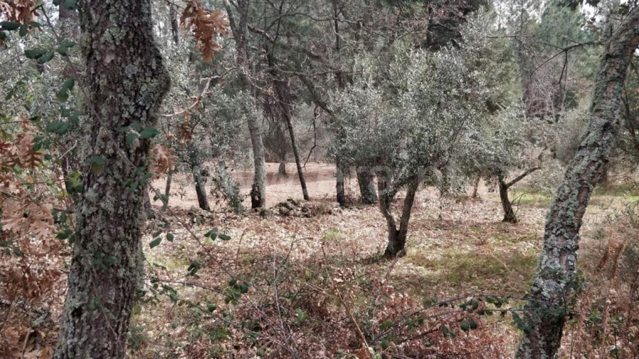 Terreno para Venda em Pero Viseu Foto 2