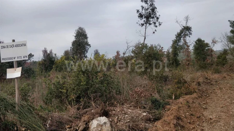 Terreno para Venda em Pero Viseu Foto 4
