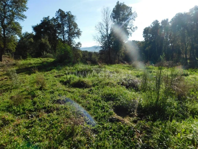 Terreno para Venda em Pero Viseu Foto 3